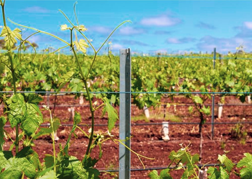 New Steel Trellising At Tait Wines